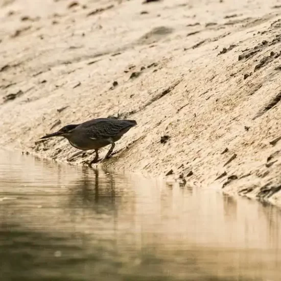 rare Black-crowned night hero in Sundarbans forest