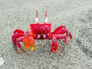 red crab on coxs bazar sea beach 2023