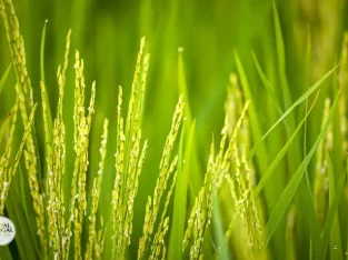 rice is the main food of bangladesh