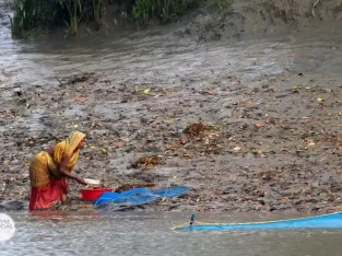 shrimp fry catching community around sundarban forest in bangladesh