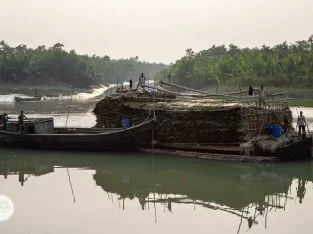 special boat carry nypa palm leaf in sundarban forest