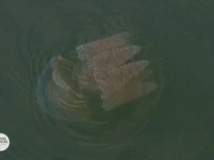 sundarban forest is full of jellyfish in summer