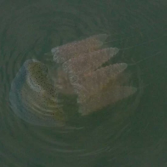 sundarban forest is full of jellyfish in summer