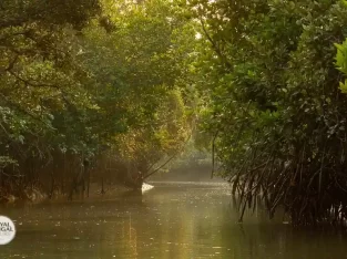 thriling rowboat trip through a narrow creek allows to spot more wildlife closely