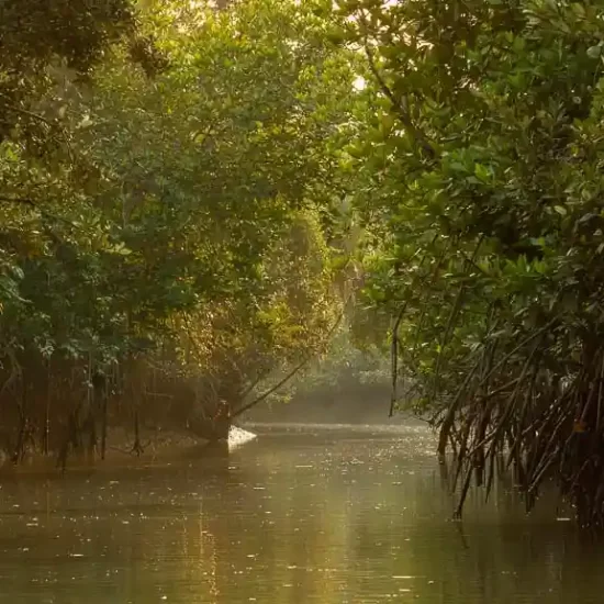 thriling rowboat trip through a narrow creek allows to spot more wildlife closely