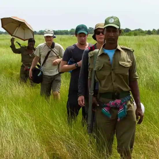 walking through the deep of sundarban fores with armed guards