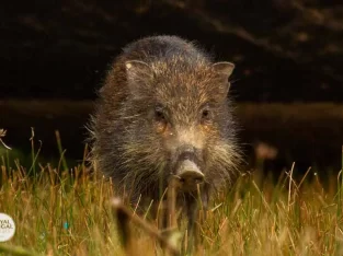 wild boar in Bangladesh sundarban forest