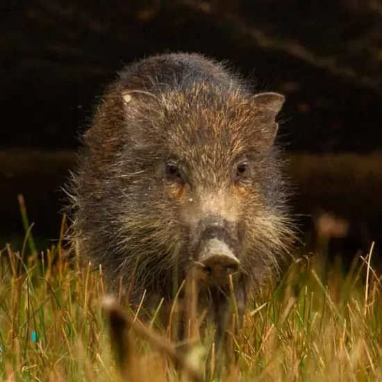 wild boar in Bangladesh sundarban forest