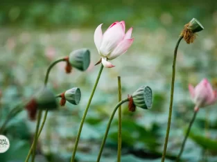 wild lotus flower in dhaka