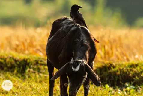 A common drongo sitting over a goat in Nijhum Dwip