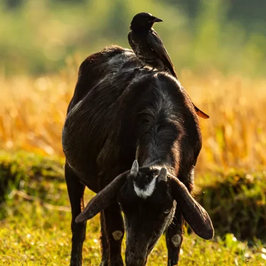 A common drongo sitting over a goat in Nijhum Dwip