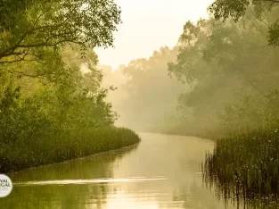 Beautiful creek of nijhum dwip mangrove forest