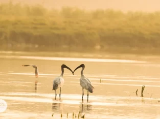 Black headed Ibis in nijhum dwip mangrove forest