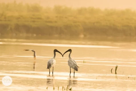 Black headed Ibis in nijhum dwip mangrove forest