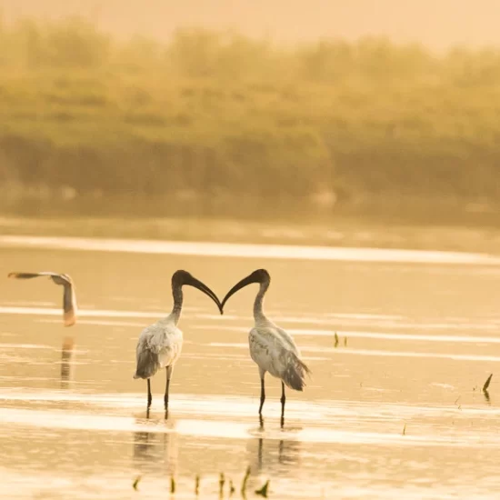 Black headed Ibis in nijhum dwip mangrove forest