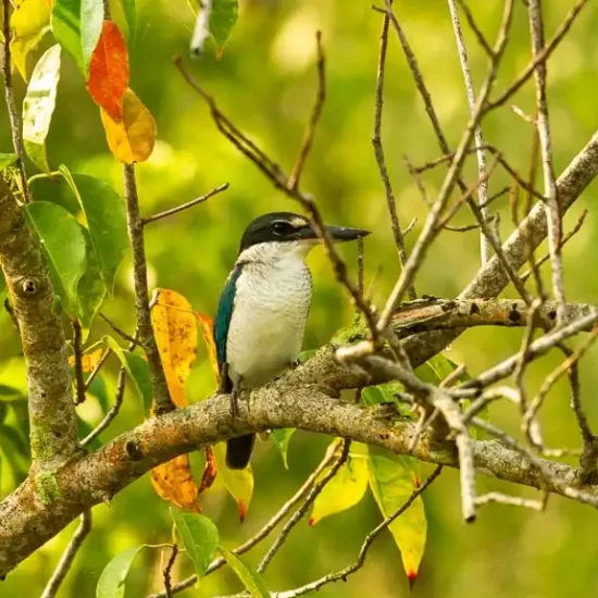 Collared Kingfisher in nijhum dwip mangrove forest