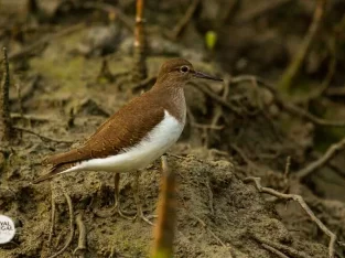 Common Sandpiper in nijhum dwip mangrove forest