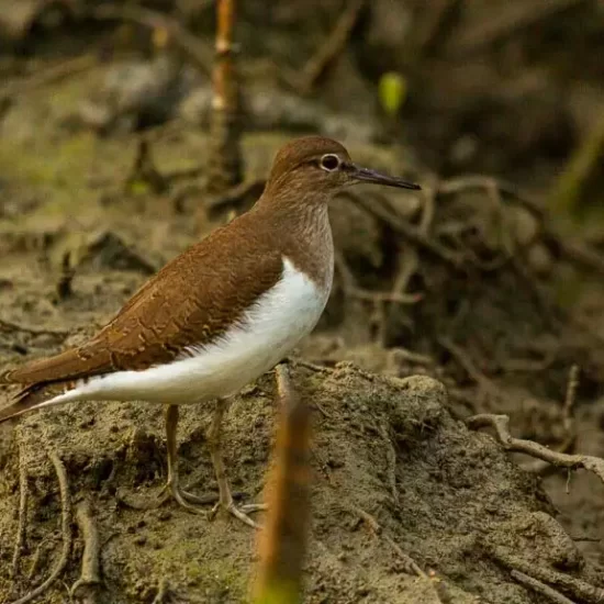 Common Sandpiper in nijhum dwip mangrove forest