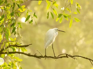 Intermediate heron egret in nijhum dwip