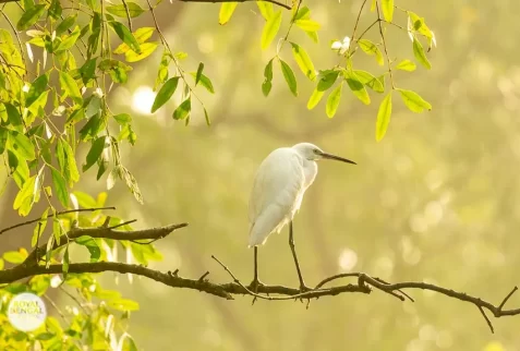 Intermediate heron egret in nijhum dwip