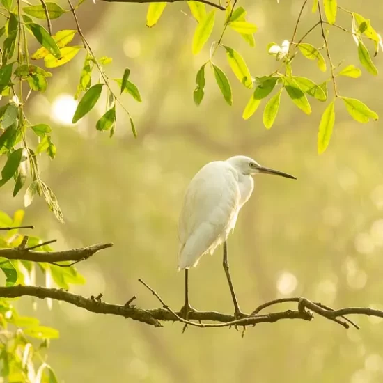 Intermediate heron egret in nijhum dwip