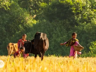 Local girls are feeding their cattle in Nijhoom dwip