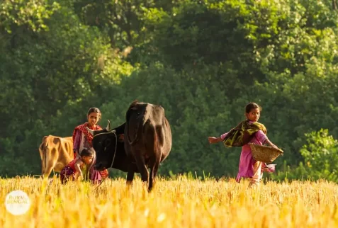 Local girls are feeding their cattle in Nijhoom dwip