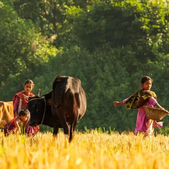 Local girls are feeding their cattle in Nijhoom dwip