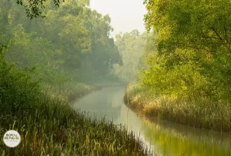 Main river channel of nijhum dwip mangrove forest