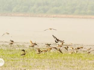 Migratory winter birds around the coastal islands of Hatia and N