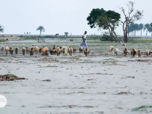 Nijhum dwip beach is also a potential cattle field