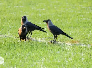 Nijhum dwip island is a bird paradise in Bangladesh