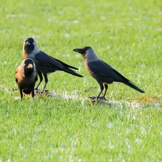 Nijhum dwip island is a bird paradise in Bangladesh