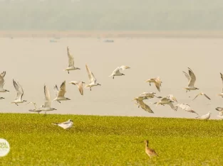 Pied avocet birds are seen all over nijhum dwip during the winter