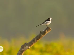 Pied wagtail bird in nijhum dwip