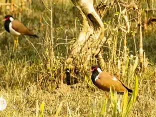 Red-wattled lapwing in nijhum dwip mangrove forest