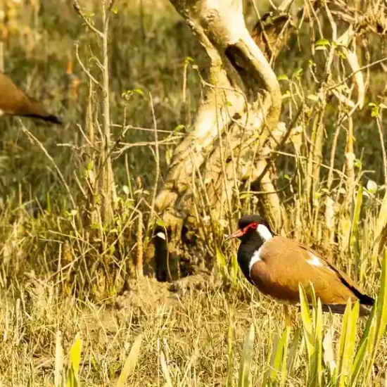 Red-wattled lapwing in nijhum dwip mangrove forest