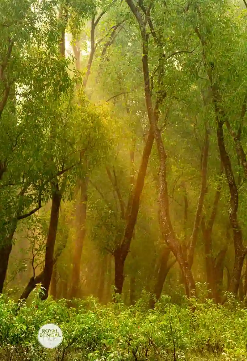 nijhum dwip mangrove forest of Bangladesh