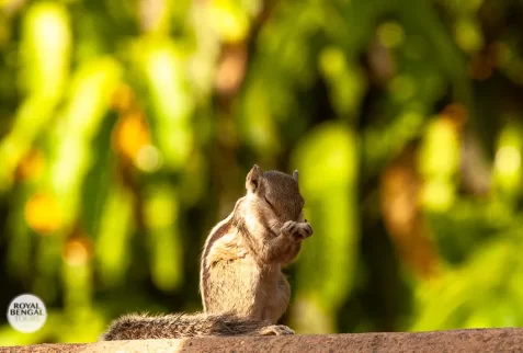 a squirrel looks like praying like a muslim