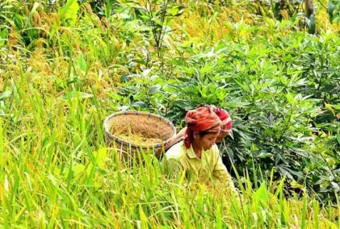 organic crop produced by hill tribes in Chittagong Hill tracts