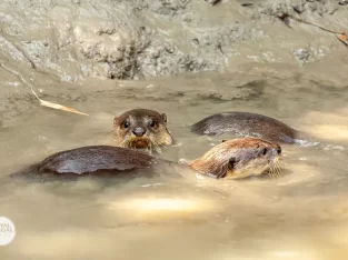 Otter Fishing trip in Bangladesh