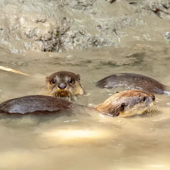 Otter Fishing trip in Bangladesh