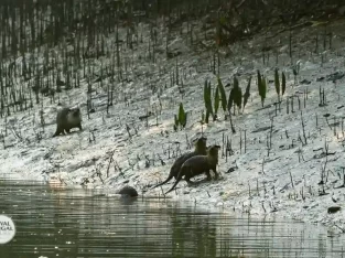 Wild offer family hunting food inside of the sundarban forest