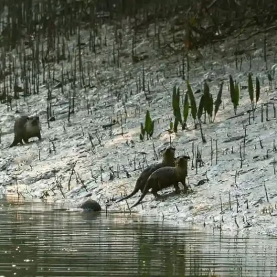 Wild offer family hunting food inside of the sundarban forest