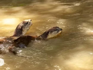 Wild otters swimming inside the sudarban forest