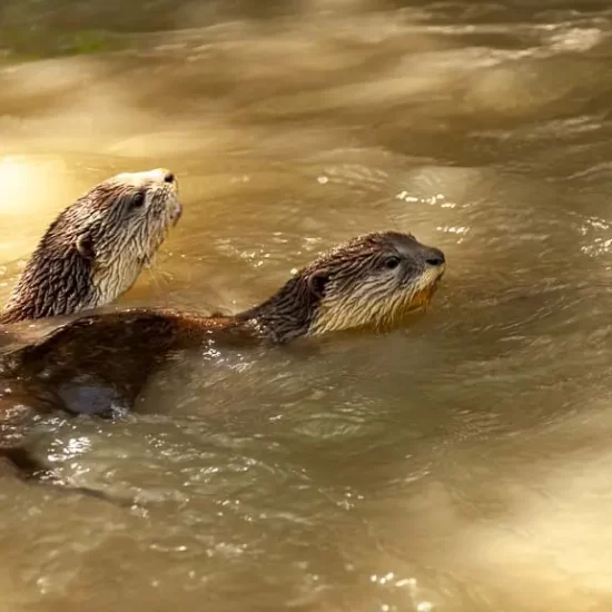 Wild otters swimming inside the sudarban forest