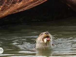 once a otter can catch a fish fisherman has no chance