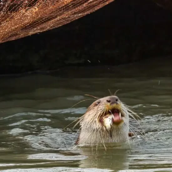 once a otter can catch a fish fisherman has no chance