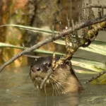 otter fishing trip in Bangladesh