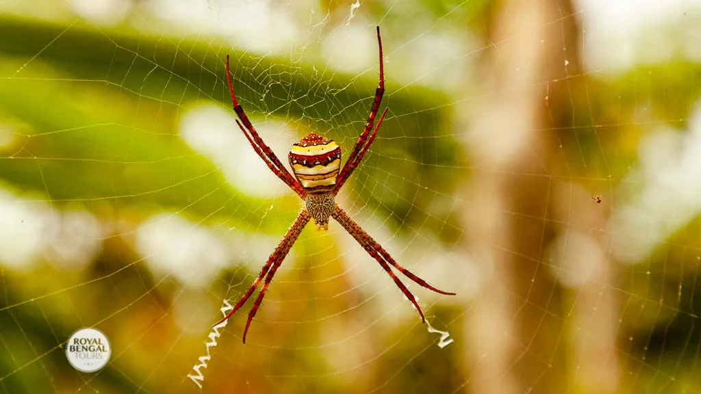 Argiope anasuja monster spider in Lawachara Rain Forest